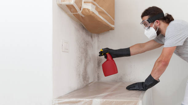 Professional Black Mold Removal technician working in Belvidere, NJ