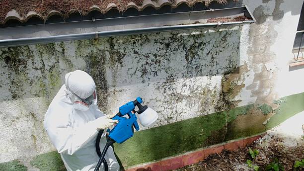 Trusted Black Mold Removal service in Belvidere, NJ - Cheap Mold Removal